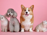 Pet Item